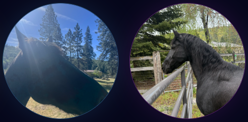 Equine Visitations and Play at New Dawn Sanctuary