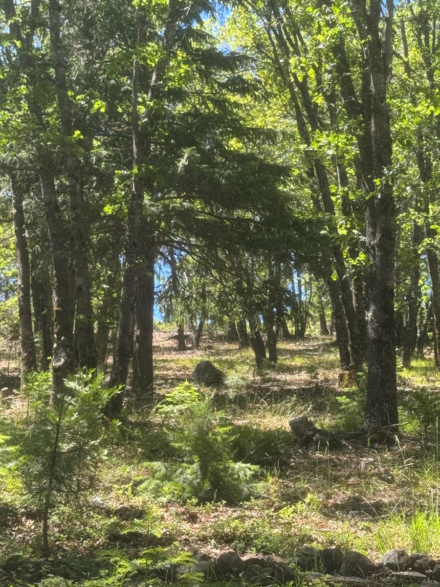 Forest Bathing at New Dawn Sanctuary