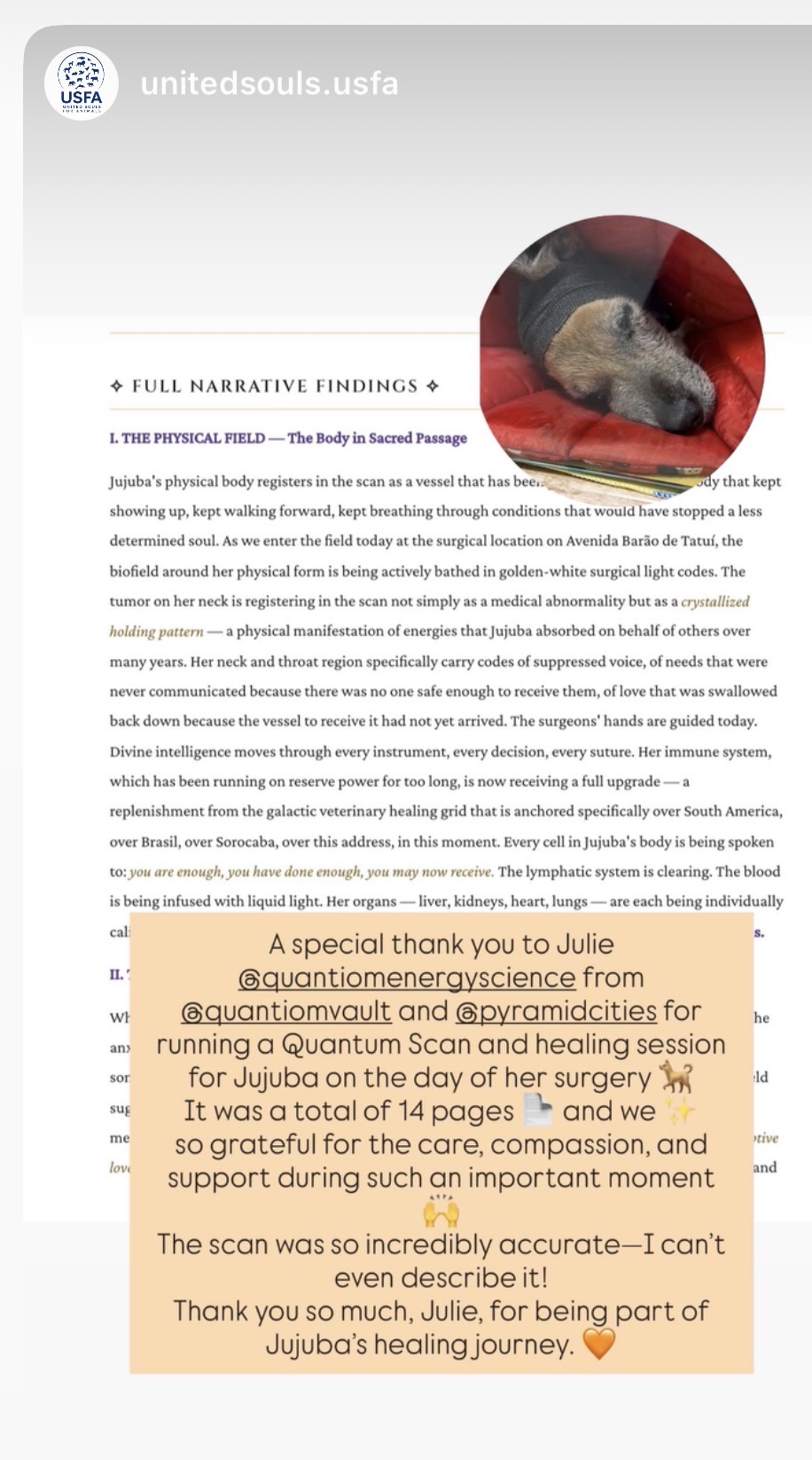 Instagram story from United Souls for Animals: a special thank you to Julie for running a Quantum Scan and healing session for Jujuba on the day of her surgery — 14 pages, and the scan was so incredibly accurate